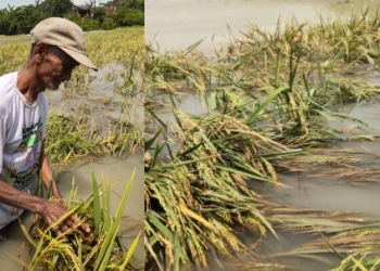 Terancam Gagal Panen, Sawah di Tikusan Tergenang Akibat Luapan Sungai