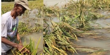 Terancam Gagal Panen, Sawah di Tikusan Tergenang Akibat Luapan Sungai