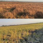 Lahan persawahan di Desa Mulyorejo Kecamatan Balen Bojonegoro mengalami kekeringan akibat belum mendapat pasokan air.