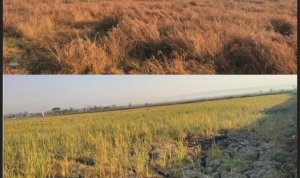 Lahan persawahan di Desa Mulyorejo Kecamatan Balen Bojonegoro mengalami kekeringan akibat belum mendapat pasokan air.