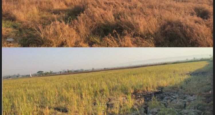 Lahan persawahan di Desa Mulyorejo Kecamatan Balen Bojonegoro mengalami kekeringan akibat belum mendapat pasokan air.