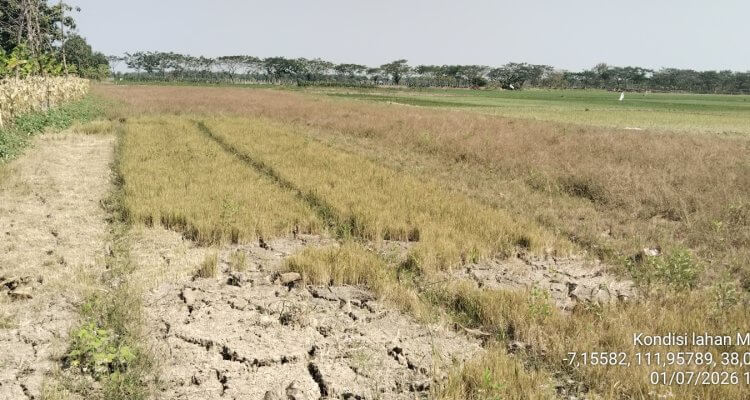 Lahan persawahan berstatus bero di Desa Mulyorejo Kecamatan Balen Kabupaten Bojonegoro.
