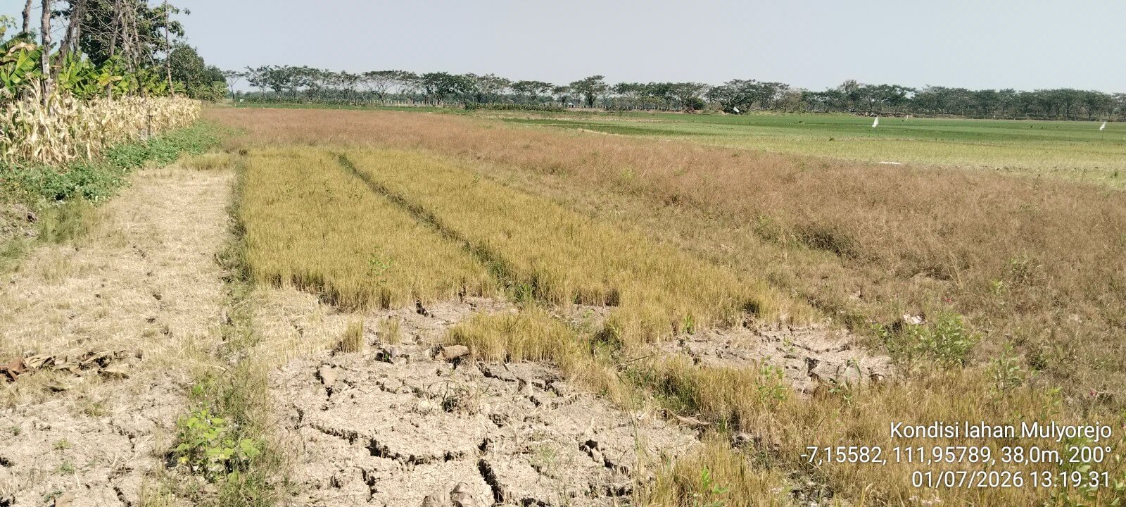 Foto sawah kekeringan Lahan persawahan berstatus bero di Desa Mulyorejo Kecamatan Balen Kabupaten Bojonegoro.