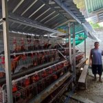 Penerima manfaat Program Gayatri menunjukkan kandang ayam petelur di Bojonegoro.