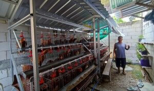 Penerima manfaat Program Gayatri menunjukkan kandang ayam petelur di Bojonegoro.