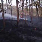 Petugas Damkarmat Pos Temayang memadamkan kebakaran lahan jati akibat pembakaran sampah di Desa Belun, Kecamatan Temayang, Kabupaten Bojonegoro.