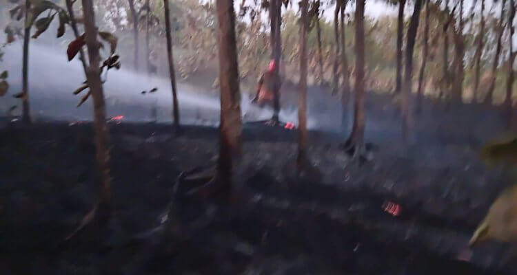 Petugas Damkarmat Pos Temayang memadamkan kebakaran lahan jati akibat pembakaran sampah di Desa Belun, Kecamatan Temayang, Kabupaten Bojonegoro.