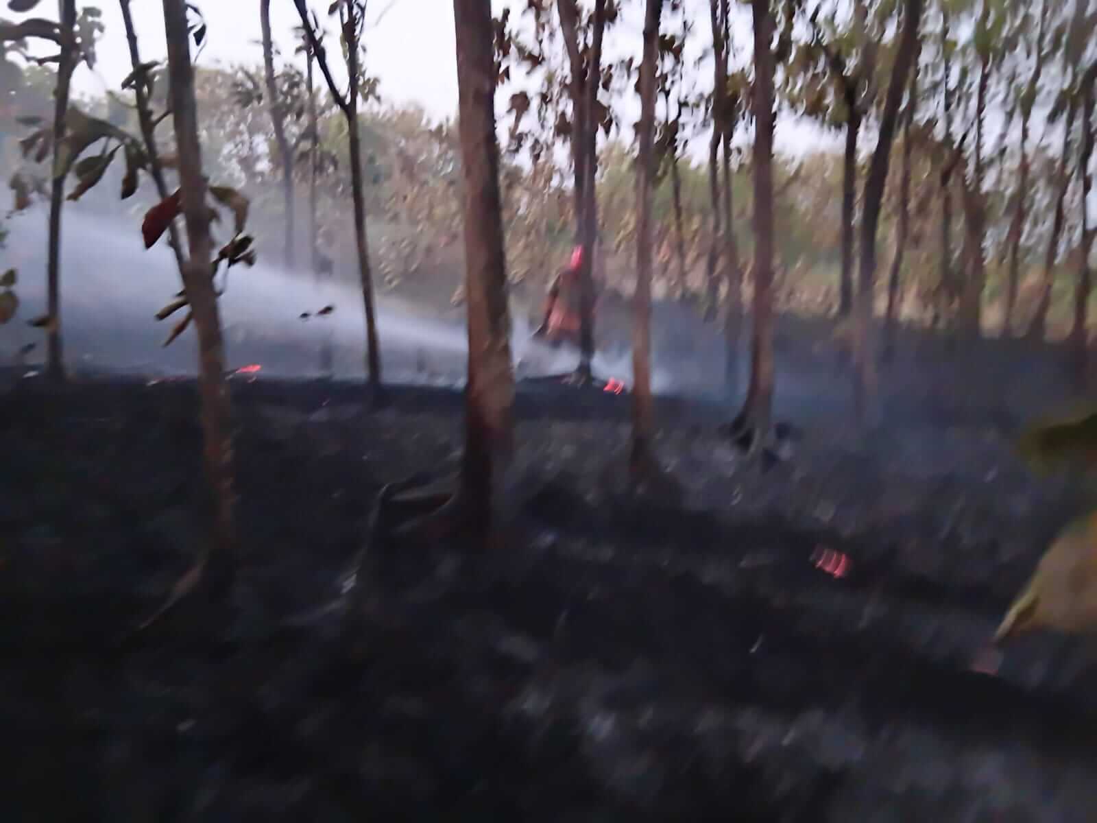 Petugas Damkarmat Pos Temayang memadamkan kebakaran lahan jati akibat pembakaran sampah di Desa Belun, Kecamatan Temayang, Kabupaten Bojonegoro.