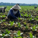 Petani tembakau di Desa Ngrejeng, Kecamatan Purwosari, Bojonegoro, menerima dukungan pupuk NPK untuk menunjang budidaya tembakau