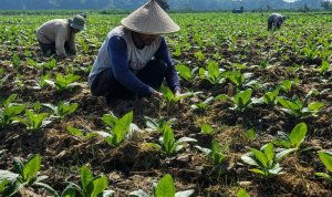 Foto istimewa newsbojonegoro.com Petani tembakau di Desa Ngrejeng, Kecamatan Purwosari, Bojonegoro, menerima dukungan pupuk NPK untuk menunjang budidaya tembakau