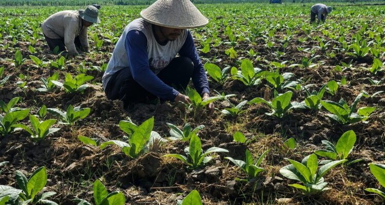 Petani tembakau di Desa Ngrejeng, Kecamatan Purwosari, Bojonegoro, menerima dukungan pupuk NPK untuk menunjang budidaya tembakau