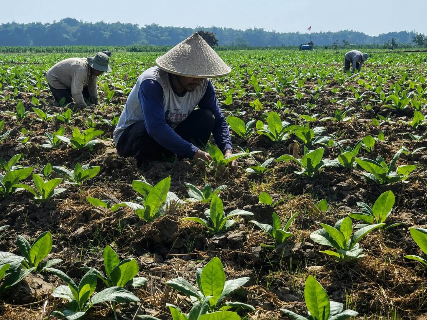 Foto istimewa newsbojonegoro.com Petani tembakau di Desa Ngrejeng, Kecamatan Purwosari, Bojonegoro, menerima dukungan pupuk NPK untuk menunjang budidaya tembakau
