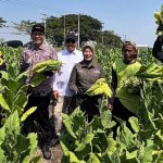 Bupati Bojonegoro H. Setyo Wahono bersama Wakil Bupati Hj. Nurul Azizah memetik daun tembakau bersama petani Desa Cengkir, Kecamatan Kepohbaru, Rabu (12/8/2026).