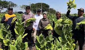 Foto istimewa newsbojonegoro.com Bupati Bojonegoro H. Setyo Wahono bersama Wakil Bupati Hj. Nurul Azizah memetik daun tembakau bersama petani Desa Cengkir, Kecamatan Kepohbaru, Rabu (12/8/2026).
