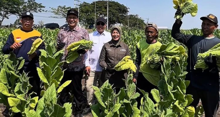 Bupati Bojonegoro H. Setyo Wahono bersama Wakil Bupati Hj. Nurul Azizah memetik daun tembakau bersama petani Desa Cengkir, Kecamatan Kepohbaru, Rabu (12/8/2026).