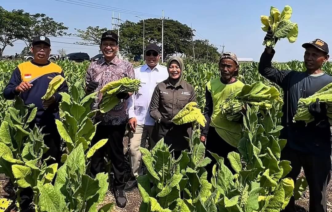 Foto istimewa newsbojonegoro.com Bupati Bojonegoro H. Setyo Wahono bersama Wakil Bupati Hj. Nurul Azizah memetik daun tembakau bersama petani Desa Cengkir, Kecamatan Kepohbaru, Rabu (12/8/2026).