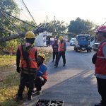 Tim PLN UP3 Bojonegoro melakukan penanganan pohon randu tumbang yang menimpa jaringan listrik di Dukuh Tempuran, Desa Sumodikaran, Kecamatan Dander.
