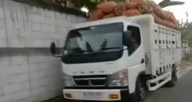 Truk yang diduga merupakan armada operasional KDMP Desa Sumbangtimun terlihat mengangkut hasil panen ketela.