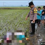 Petugas kepolisian saat menangani kejadian dua warga tewas tersengat jebakan listrik tikus di persawahan Dusun Pager, Desa Sidomukti, Kecamatan Kasiman, Bojonegoro, Kamis (10/9/2026).