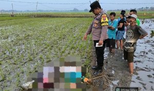 Petugas kepolisian saat menangani kejadian dua warga tewas tersengat jebakan listrik tikus di persawahan Dusun Pager, Desa Sidomukti, Kecamatan Kasiman, Bojonegoro, Kamis (10/9/2026).