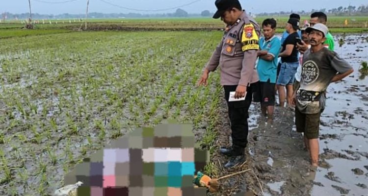 Petugas kepolisian saat menangani kejadian dua warga tewas tersengat jebakan listrik tikus di persawahan Dusun Pager, Desa Sidomukti, Kecamatan Kasiman, Bojonegoro, Kamis (10/9/2026).